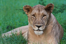 Portrait Of A Wild Lioness In The Grass In Zimbabwe.     