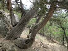 Juniper With A Bent, Twisted Trunk In A Mountain Gorge, Red Book Trees Of Crimea