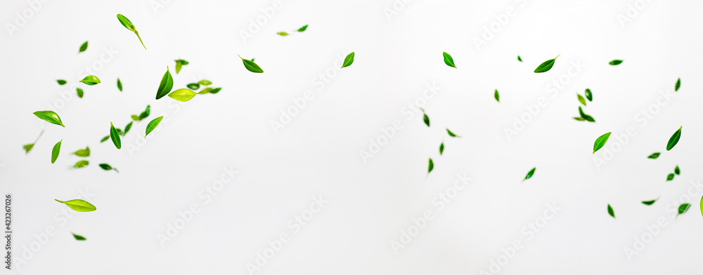 Collection of random green leaves falling in the air isolated on white background - obrazy, fototapety, plakaty 