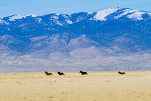 Wild Horses Galloping In Nevada.  