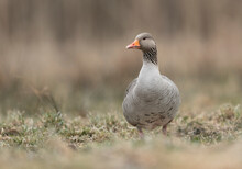 Greylag Goose (Anser Anser) Close Up