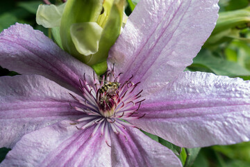 Wall Mural - Hoverfly on a Pink Clematis Flower