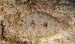 Closeup of a Peacock Flounder Bothus mancus partially camouflaged  in the reef on the bottom of the ocean