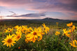 © Tandem Stock - Scenic image of Mule Ear wildflowers at sunrise in the Wasatch mountains of northern Utah.