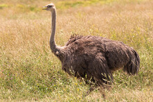 Ostrich In Meadow Talking About It.
