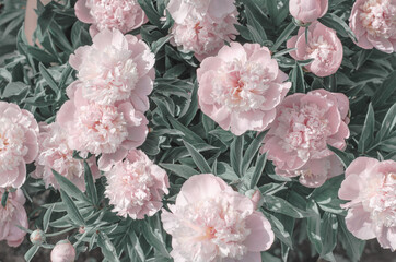 Wall Mural - A lovely bouquet of pink peonies. Greeting card made of flowers. pink white peony flower background