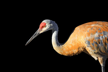 Wall Mural - Sandhill crane bird isolated on black background