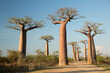 the most famous baobab alley. spectacular trees in Madagascar