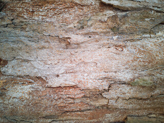 Wall Mural - Background with tree trunk texture