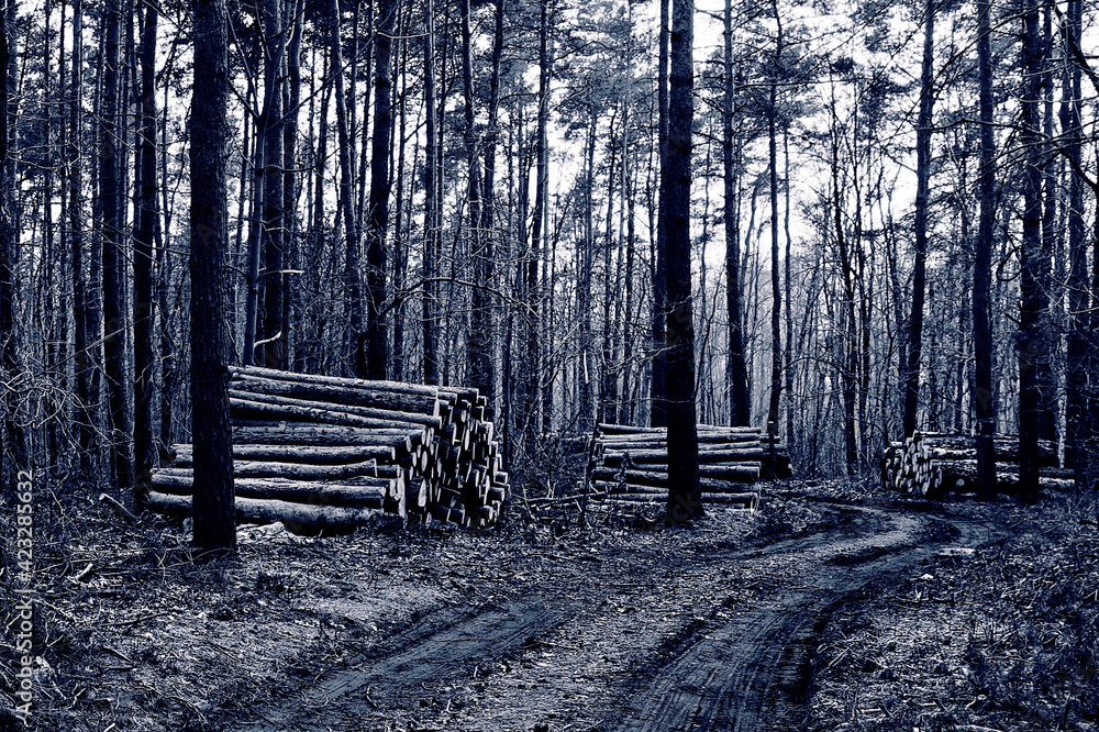 Wycinka drzew w lesie - obrazy, fototapety, plakaty 
