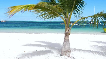 Wall Mural - Single coconut palm tree on tropical beach. Caribbean destination. Dominican Republic