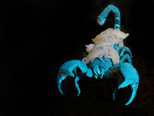 Emperor Scorpion Mother With Babies On Her Back In Blue