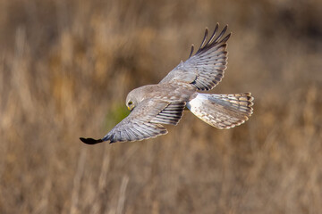  Extremely close view of a male  hen harrier (Northern harrier)  flying in beautiful light, seen in the wild in North California