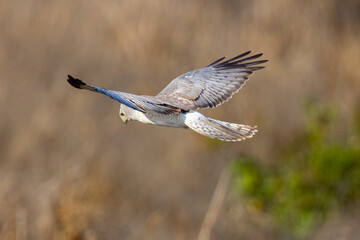 Extremely close view of a male  hen harrier (Northern harrier)  flying in beautiful light, seen in the wild in North California