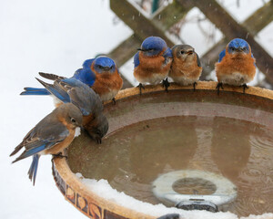 Wall Mural - Group of bluebirds at winter birdbath