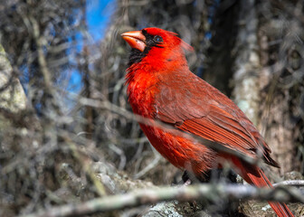 Wall Mural - Northern Cardinal at Brazos Bend State Park in Texas!