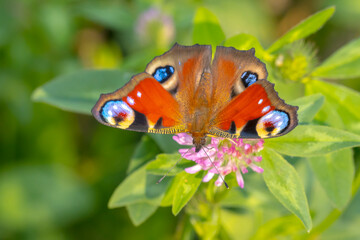 Wall Mural - Aglais io, Peacock butterfly pollinating on flowers. Top view, open wings