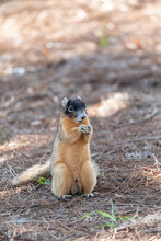 Fox Squirrel Sciurus Niger Perches On The Ground And Eats A Nut
