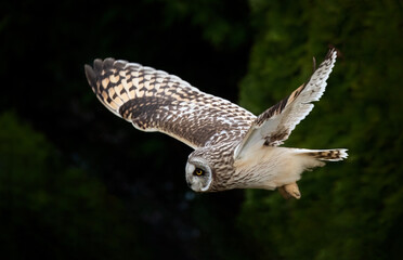 Wall Mural - Short eared owl