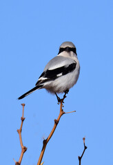 Wall Mural - a cute but vicious loggerhead shrike perched on a tree on a sunny winter day along the quebradas backcountry scenic byway near socorro, in central new mexico 