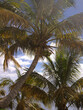 Palm trees on tropical island