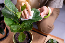 Hands Woman Using Cotton Wipe Dust Off Leaves,Clean The Leaves Of Houseplants,Plant Grooming