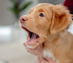 Sticker - Toller puppy having fun at home