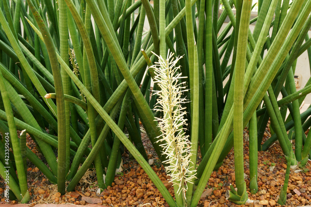 Green Cactus Plant or Dracaena stuckyi, synonym Sansevieria stuckyi cactus  , is a common, easily cultured succulent member of the plant subfamily  Nolinoideae native to equatorial Stock-bilde | Adobe Stock