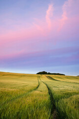 Summer landscape over agricultural farm field of crops in late afternoon