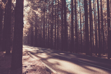 Wall Mural - An empty calm road passing through forest full of beautiful trees - concewpt of travel in the woods and outdoor nature beauty - long straight road to trip destination