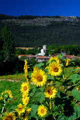 Poster - Sunflowers in Tobillas (Valdegovia). Alava. Basque Country. Spain