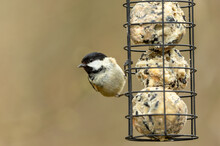 Coal Tit In Springtime. Scientific Name: Periparus Ater.  Close Up Of A Coal Tit Perched On A Feeder Containing Suet Or Fat Balls And Looking To The Left. Clean Background.   Space For Copy.
