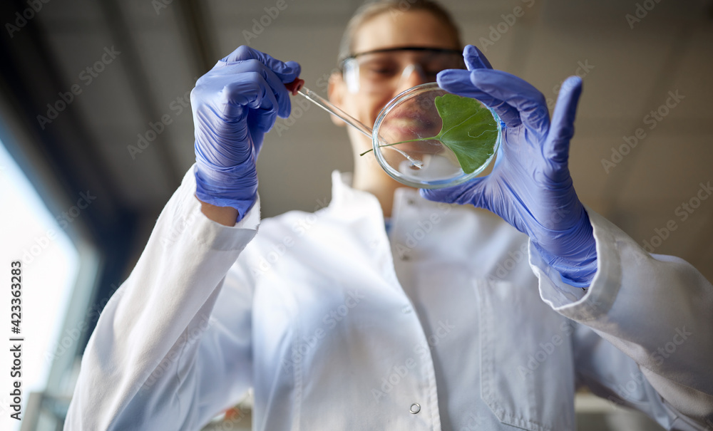 A young female scientist prepares a leaf sample for analysis at the university laboratory. Science, chemistry, lab, people - obrazy, fototapety, plakaty 