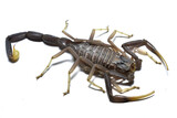 Fototapeta Zwierzęta - Closeup of the medically important black death stalker scorpion Leiurus jordanensis (Scorpiones: Buthidae) from Jordan desert, photographed on white background.