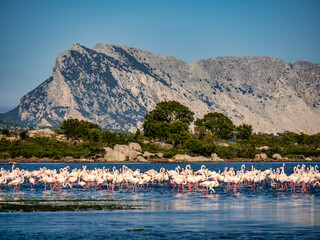 Fenicotteri rosa nella laguna di san teodoro in sardegna