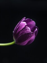 Purple Tulip On Black