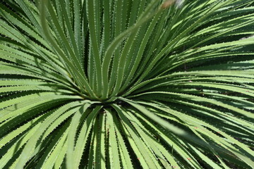 palm tree leaves