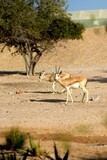 Fototapeta Sawanna - impala in the desert