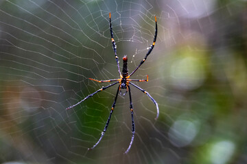 Wall Mural - spider on the web