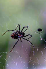 Wall Mural - Tarantula on a web