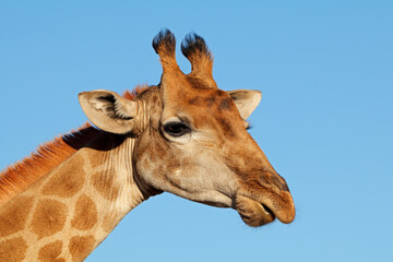 Wall Mural - portrait of a giraffe (giraffa camelopardalis) against a blue sky, south africa.