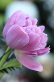 Fototapeta Tulipany - Rosa Tulpe im wunderschönen Frühling Ostern