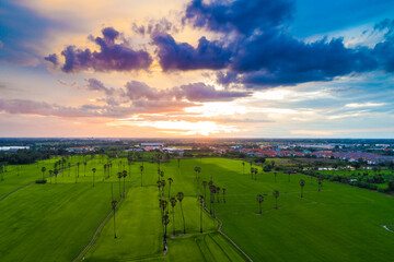 Aerial view green paddy rice plantation field sunset sky cloud agricultural