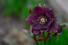 Hellebores Double Ellen Purple Bloom In Late Winter