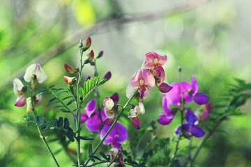 Wall Mural - Colorful purple and apricot flowers of Australian Indigo, Indigofera australis, family Fabaceae. Widespread in woodland and open forest in New South Wales, Queensland, Victoria, SA, WA and Tasmania