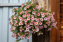 A Gorgeous Calibrachoa Bush In A Hanging Basket. Pink Flowers With Red And Yellow Throat