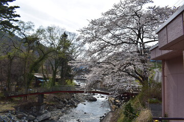 Canvas Print - 桜