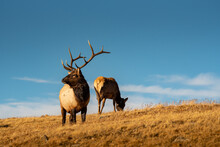 Bull Elk On Rocky Mountain, Colorado During Mating Season.