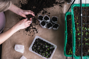 home plant growing concept. human hands transplant seedlings into separate containers with soil. homemade vegetables and herbs