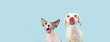 Banner Two Hingry Hungry Pets, Sphynx Cat And Dog Licking Its Lips. Isolated On Blue Pastel Backgorund.